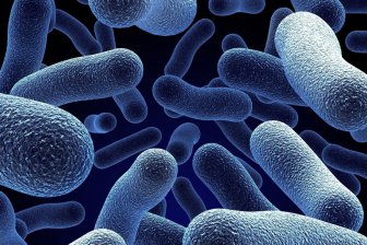 Биологи объяснили живучесть смертоносных бактерий