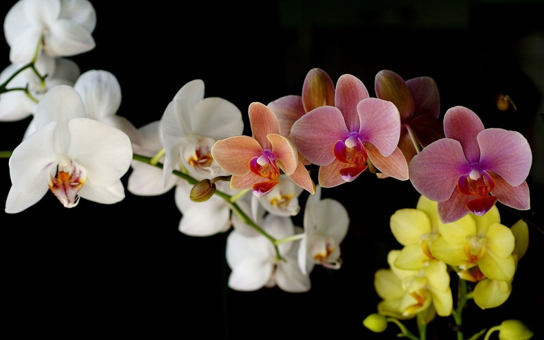 Как правильно выбирать орхидею
