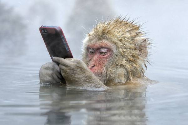 Новорожденную обезьянку в крымском зоопарке назвали в честь iPhone
