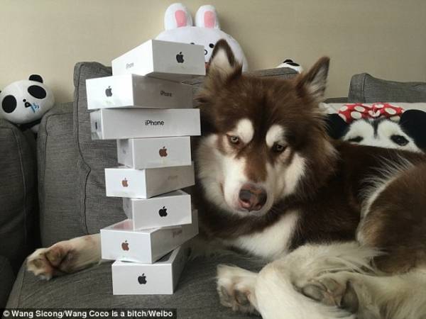 Собака получила в подарок от китайского миллиардера восемь iPhone 7