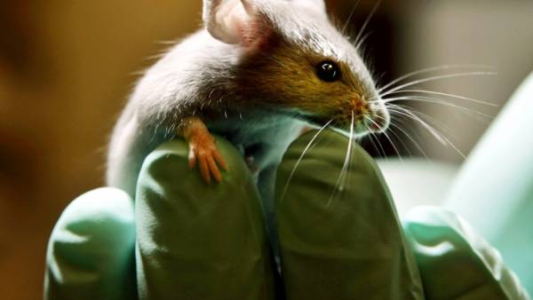 Эксперименты на мышах показали, что боль может быть заразна