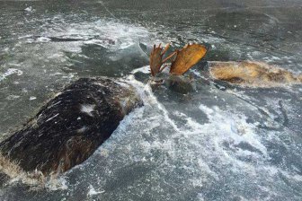 На Аляске обнаружили замерзших дерущихся лосей