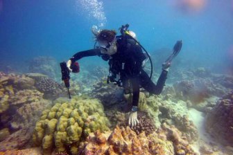 Ученые: На «кладбище кораллов» в Тихом океане возродилась жизнь