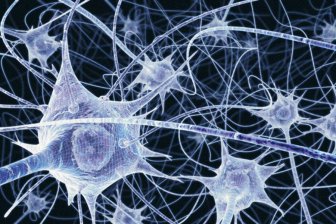 Ученые обнаружили новый нейрон, подавляющий чувство голода
