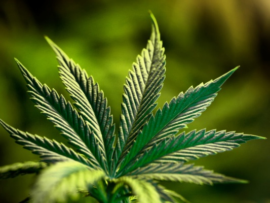 В Калифорнии одобрили использование марихуаны для снятия стресса