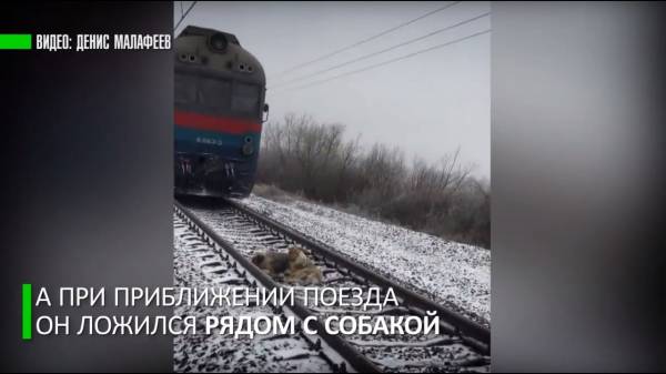 Самый верный друг: пёс два дня ложился под поезд, охраняя раненную на рельсах собаку  - (видео)