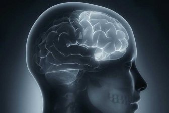 Учёные: Мужской мозг стареет быстрее, чем мозг женщин