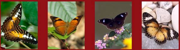 Живые бабочки - живые впечатления от праздника