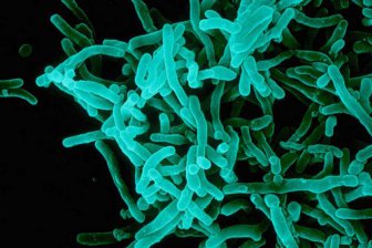 Ученые узнали, как кишечные бактерии могут помочь в борьбе с раком