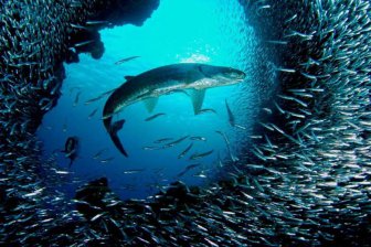 Биологи: У рыб есть «коллективный разум»‍