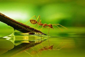 Энтомологи рассказали, как муравьи освоили сельское хозяйство