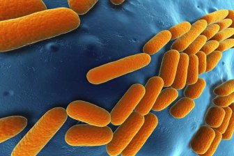Кишечные бактерии определяют выбор пищи живого существа