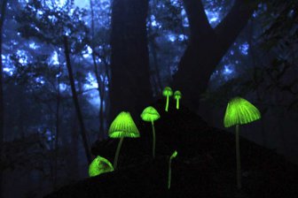 Учёные из России научили грибы светиться всеми цветами радуги