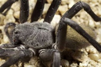 В Мексике найден новый вид пещерного паука