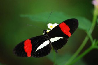 Открыт новый вид бабочек, самки и самцы которых видят мир по-разному
