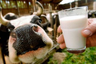 Российские ученые создали препарат, повышающий пищевую ценность молока
