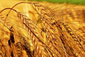 Турция ввела новые санкции в отношении российской пшеницы