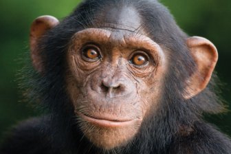 Ученые: Более чем половине приматов грозит вымирание