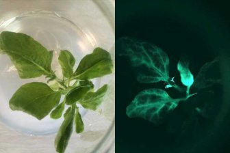 Ученые из Китая создали светящиеся растения‍