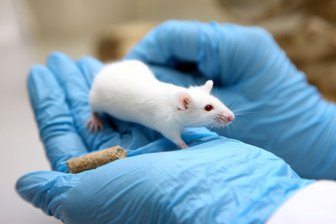 Ученые предлагают отказаться от опытов на лабораторных мышах