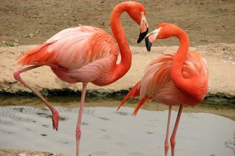 Учёные заставили мертвых фламинго стоять на одной ноге