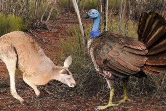 Гигантские курицы летали по Австралии в эпоху плейстоцена