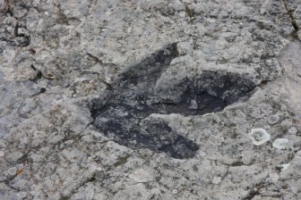 Туристам из Австралии удалось доказать существование Лох-Несского чудовища
