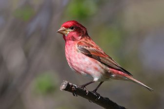 Ученые: мексиканские вьюнки собирают бычки для защиты от клещей