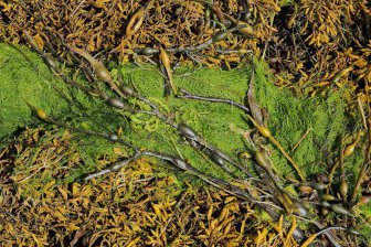 Ученые раскрыли загадку эпидемии "зомби-водорослей" у берегов США