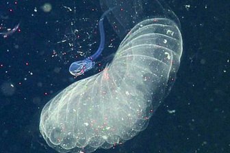 Американские ученые: Гигантские личинки загрязняют океан