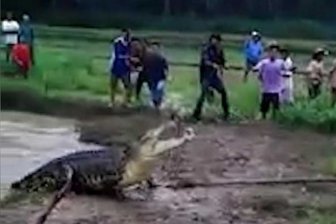 Гигантский крокодил поверг в ужас жителей индонезийской деревни