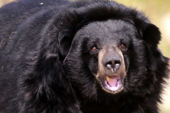 В США собака спаслась от медведя благодаря своему ожирению