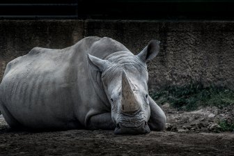 Ученые СПбГУ помогут спасти редких африканских носорогов