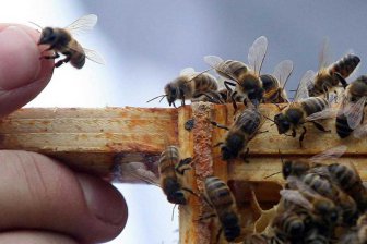 Иерархия инопланетян похожа на иерархию в пчелином улье - ученые