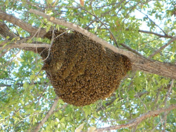 Как избавиться от пчел