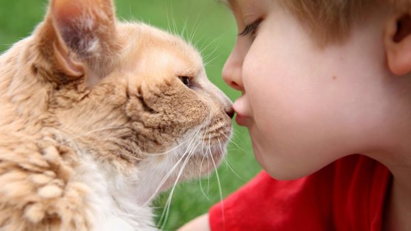 Почему нельзя целовать и обнимать кошек: основные причины