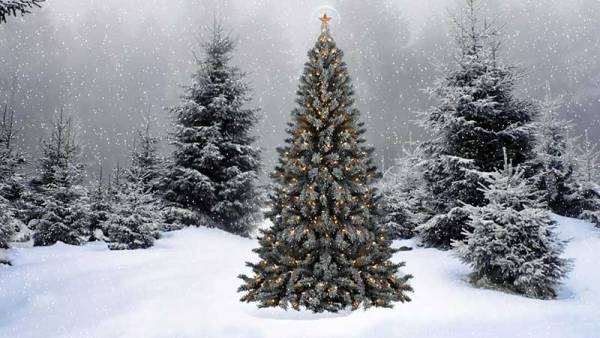 Нюансы выбора и покупки новогодней елки