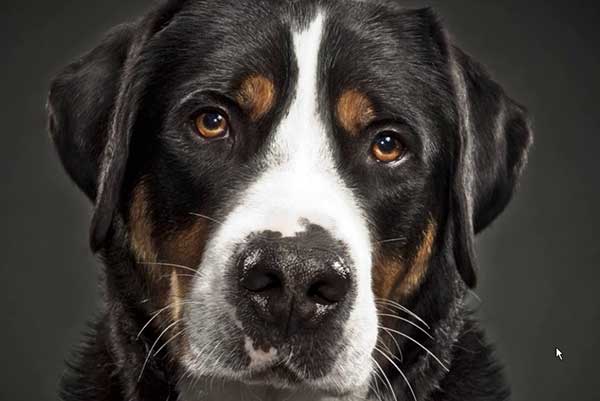 Как защитить собаку от клещей и блох
