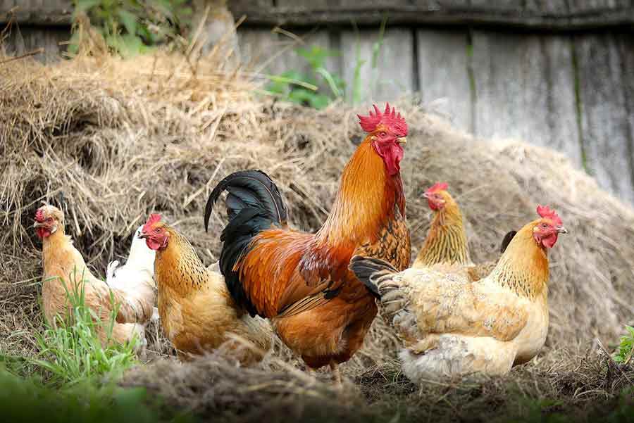 Суд воспретил обзаводиться курами на садовых местах