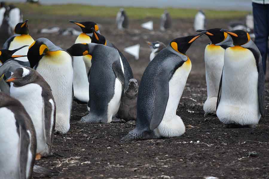 Пчелы смертельно закусали больше 60 пингвинов