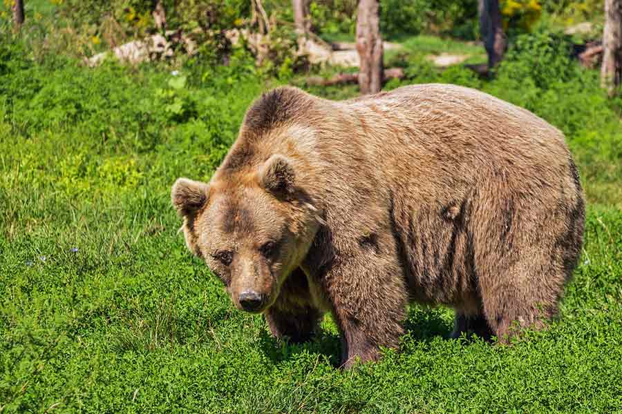 Россия. Медведь раздавил стрелявшего в него охотника