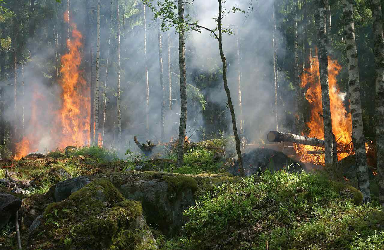 В заповеднике в Воронеже по причине низового возгорания сгорело 3 гектара лесной подстилки