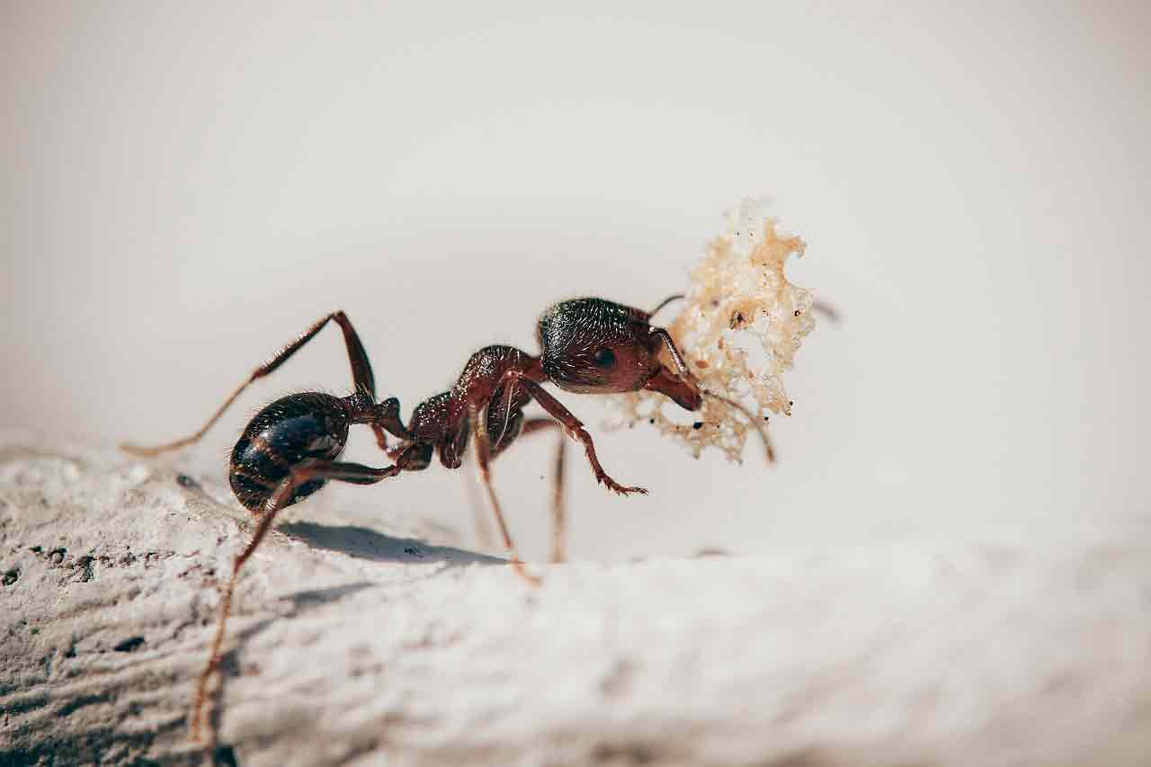 Домашние средства от муравьев | 4 препарата, которые вы легко можете сделать сами