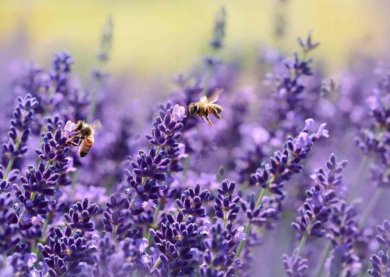 Насекомые-опылители не только пчелы | Какие виды?